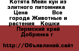 Котята Мейн-кун из элитного питомника › Цена ­ 20 000 - Все города Животные и растения » Кошки   . Пермский край,Добрянка г.